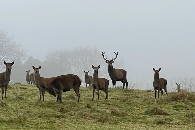 Private Deer Park Tour and Day Out in Leek - The chance to feed the deer
