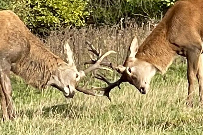 Private Deer Park Tour and Day Out in Leek - Price, timing, and what the outing is worth