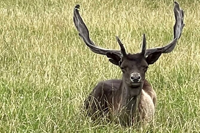 Private Deer Park Tour and Day Out in Leek - Who will enjoy this deer park visit