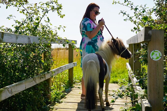 Private Miniature Horse Walking near Lincoln - Meeting Falabellas in Walcott