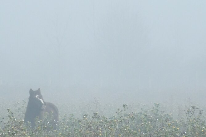 Private Miniature Horse Walking near Lincoln - Walking the Lincolnshire countryside