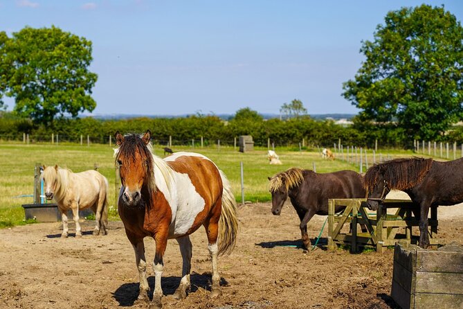 Private Miniature Horse Walking near Lincoln - Meeting the rest of the animals