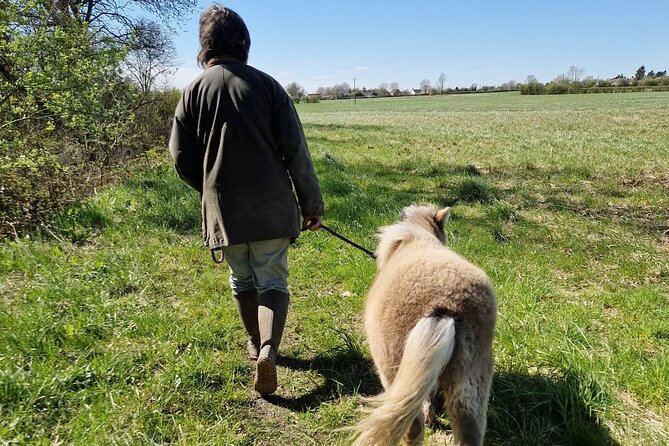 Private Miniature Horse Walking near Lincoln - Who gets the best value for the price