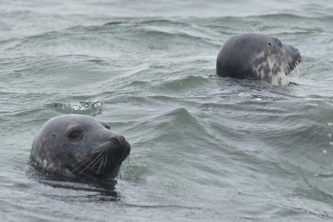 Scroby Sands Seal Watching - The crew, safety, and overall tone