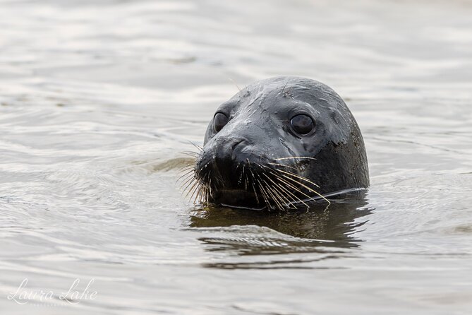 Scroby Sands Seal Watching - Is $81.95 good value for 90 minutes?