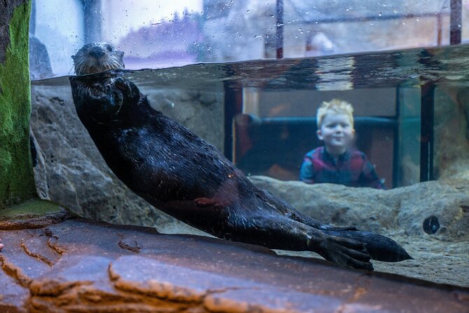 SEA LIFE Birmingham Admission Ticket - Key points to know before you go