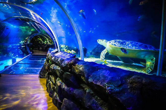 SEA LIFE Birmingham Admission Ticket - What the National SEA LIFE Centre Birmingham is really like