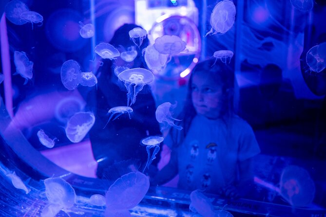 SEA LIFE Birmingham Admission Ticket - More than 2,000 creatures, but a compact route