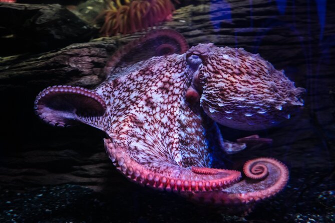 SEA LIFE Birmingham Admission Ticket - How to plan your two hours inside