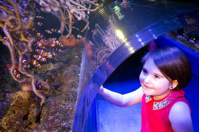 SEA LIFE Birmingham Admission Ticket - The Ocean Tunnel puts you among the largest animals