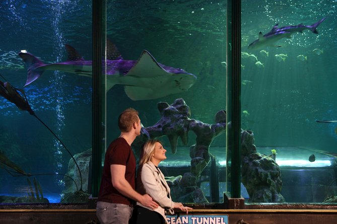 SEA LIFE Blackpool Admission Ticket - Tropical rays and the underwater tunnel