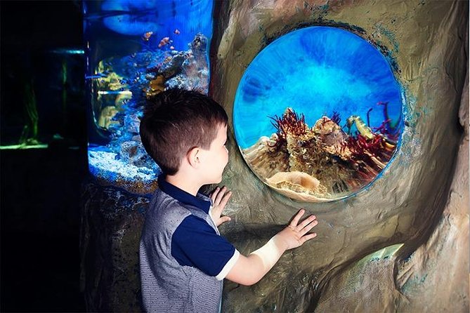 SEA LIFE Blackpool Admission Ticket - The ocean tank and Blackpool’s sharks