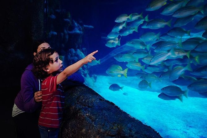 SEA LIFE Blackpool Admission Ticket - North West shorelines and familiar sea life