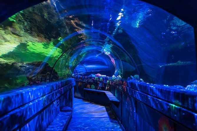 SEA LIFE Brighton Admission Ticket - Seahorses, coral reefs, and conservation