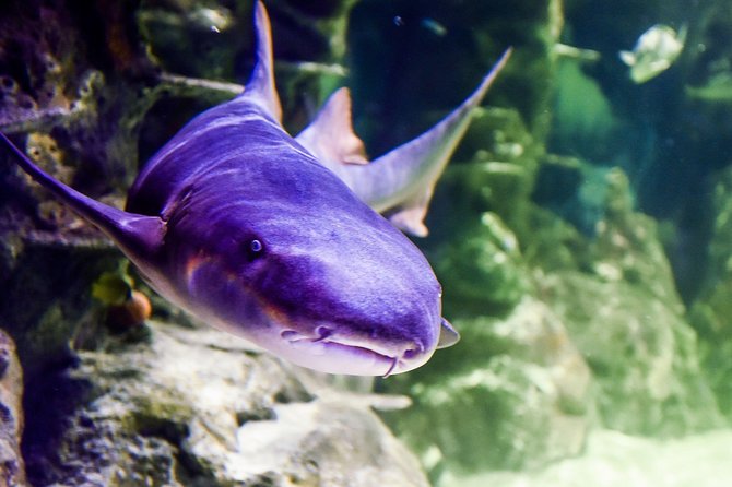 SEA LIFE Brighton Admission Ticket - How long the visit takes