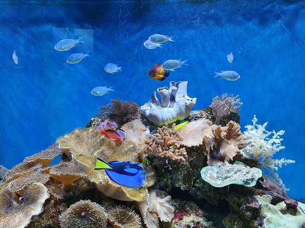 SEA LIFE Great Yarmouth General Admission - What You See Inside SEA LIFE Great Yarmouth