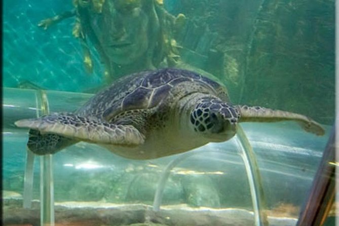 SEA LIFE Great Yarmouth General Admission - Crocodiles, Turtles, and Tropical Fish