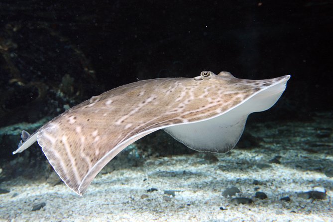 SEA LIFE Great Yarmouth General Admission - Who Will Enjoy This Most?