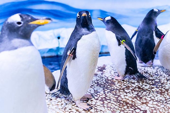 SEA LIFE London Aquarium Admission Ticket - Talks, feedings, and the value of timing