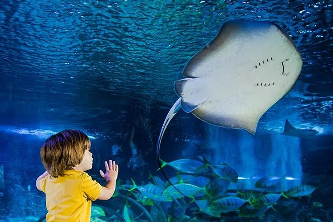 SEA LIFE Manchester Admission Ticket - What your $22.03 ticket gets you