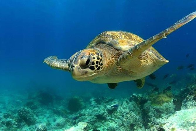 SEA LIFE Manchester Admission Ticket - Starting with Turtle Beach
