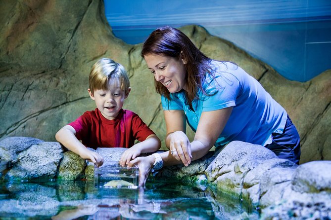 SEA LIFE Manchester Admission Ticket - Finding Octopus Prime in the shipwreck