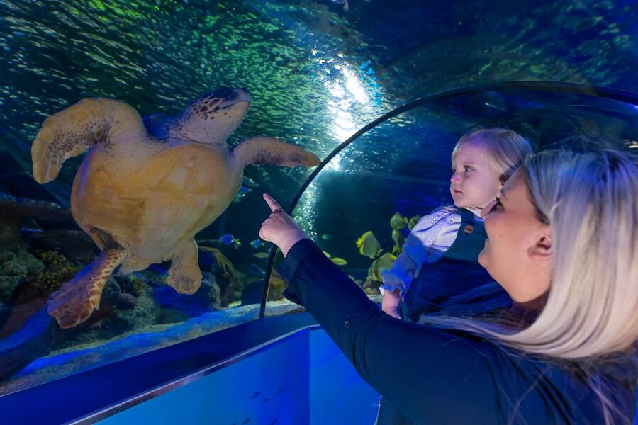 Sea Life Scarborough - Starting with Scarborough’s rescued turtles