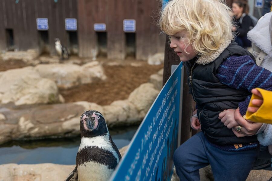 Sea Life Scarborough - Following the seal pups at the hospital
