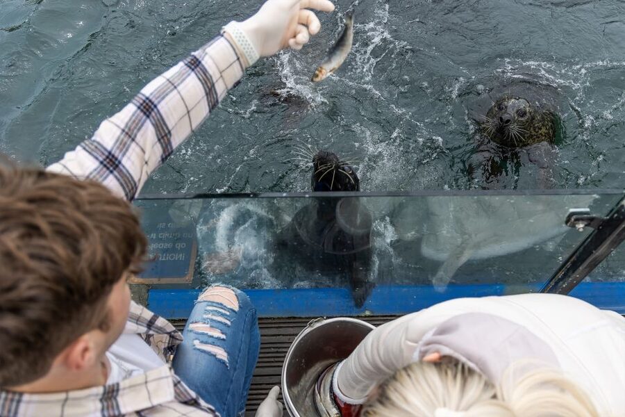 Sea Life Scarborough - Getting hands-on at the rockpool