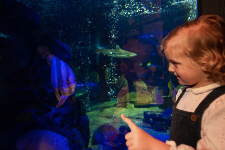Sea Life Scarborough - Understanding the sharks, seahorses, and smaller creatures