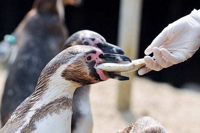 SEA LIFE Weymouth Admission Ticket - Rescued sea turtles add a meaningful pause