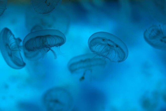 SEA LIFE Weymouth Admission Ticket - More than 2,000 sea creatures means a broad visit