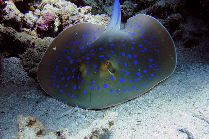 SEA LIFE Weymouth Admission Ticket - Getting there and planning your visit