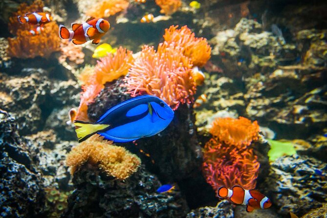 SEA LIFE Weymouth Admission Ticket - Booking, cancellation, and small practical details