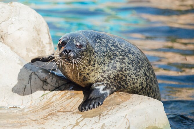 SEA LIFE Weymouth Admission Ticket - Otter feeding brings the center to life