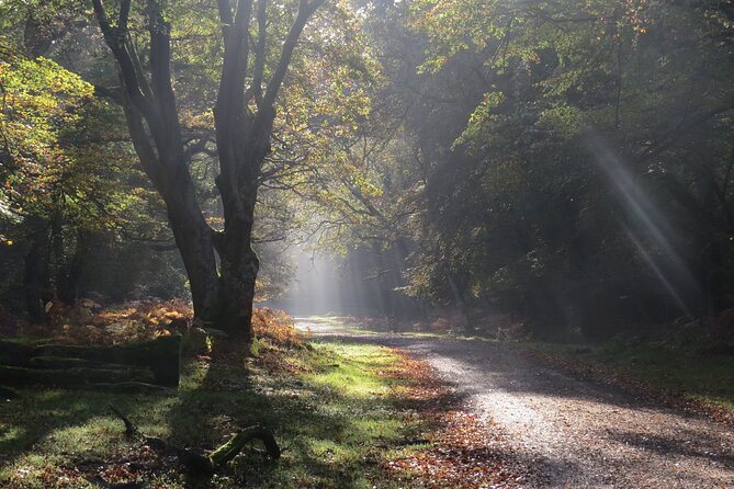 Small-group New Forest Discovery Walk from Lyndhurst - What makes this walk worth your morning