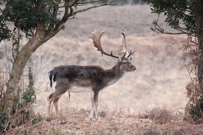 Small-group New Forest Discovery Walk from Lyndhurst - Wildlife, from Dartford Warblers to fungi