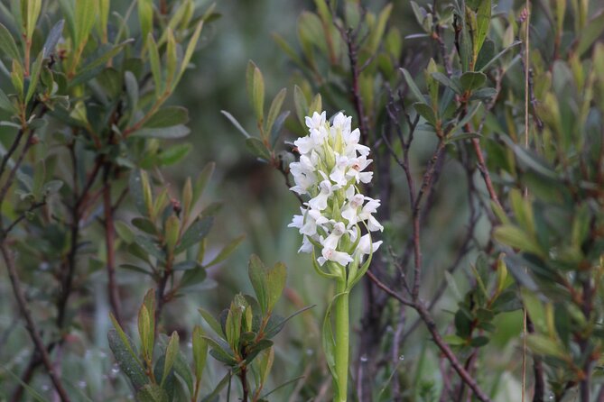 Small-group New Forest Discovery Walk from Lyndhurst - Price, timing, and overall value