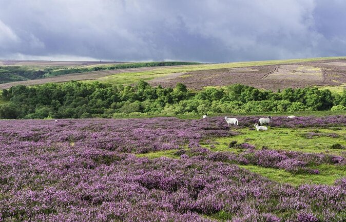 Steam Trains, Whitby, and the North York Moors Full-Day Tour from York - The North Yorkshire Moors Railway from Goathland to Pickering