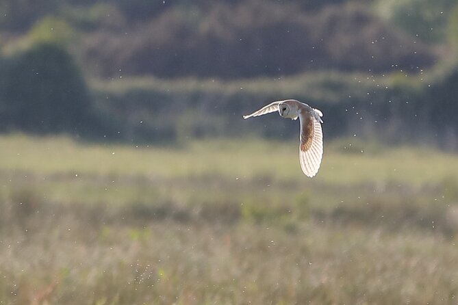 Sussex Birdwatching Private Guided Day Tour - Key points to know before booking