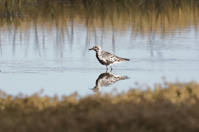 Sussex Birdwatching Private Guided Day Tour - Pagham Harbour: waders, migrants, and summer terns