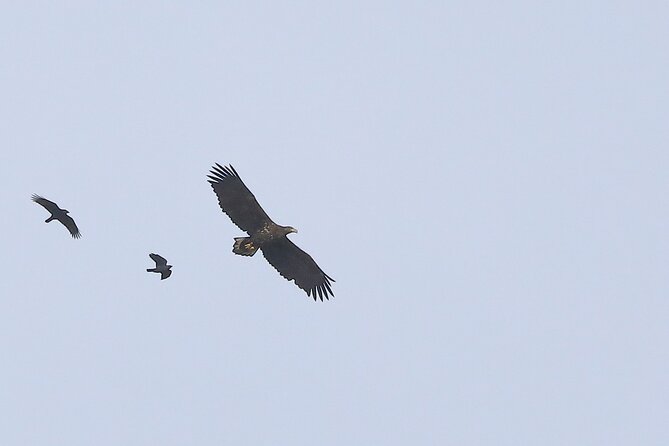Sussex Birdwatching Private Guided Day Tour - Why the private guide changes the experience