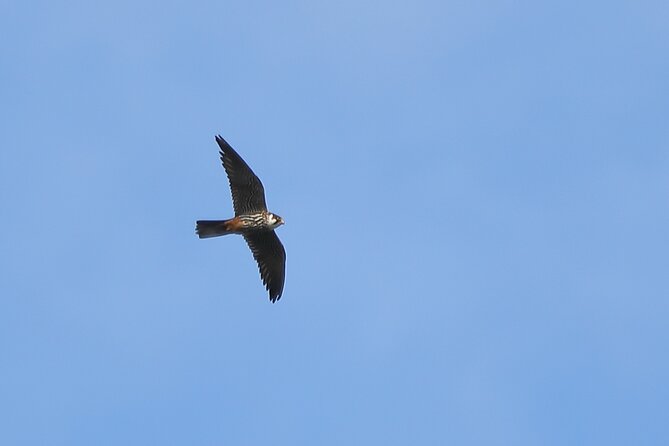 Sussex Birdwatching Private Guided Day Tour - Price, pickup, and the practical value