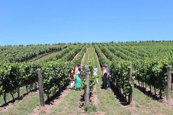 Sussex Vineyard & Winery Bus Tour on Iconic Vintage London Bus - Timing, weather, and comfort