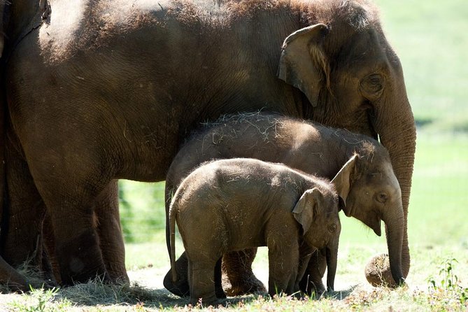 Whipsnade Zoo Entry Ticket - Key points at a glance