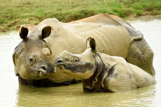 Whipsnade Zoo Entry Ticket - Starting with the lions, rhinos, and elephants