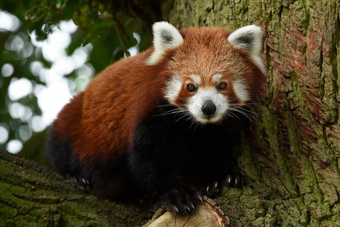 Whipsnade Zoo Entry Ticket - How long should you stay?